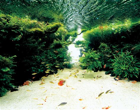 Aqua forest aquarium. Things To Know About Aqua forest aquarium. 